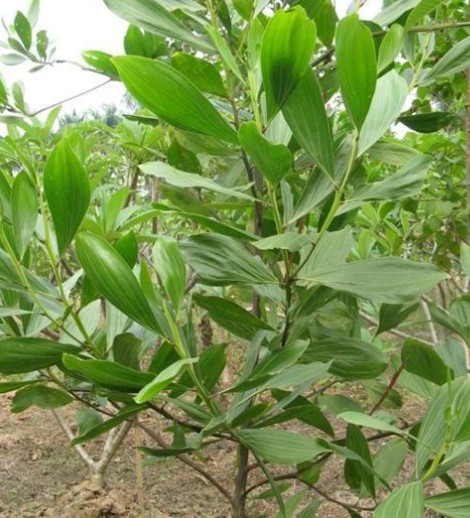 Acacia mangium seed